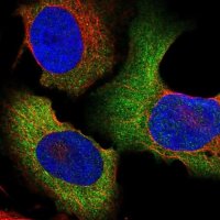 Anti-CCT6A antibody produced in rabbit HPA049949-100UL
