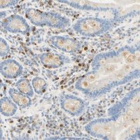 Anti-CD63 antibody produced in rabbit 