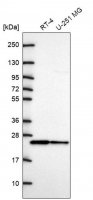 Anti-CDC42 antibody produced in rabbit 