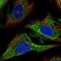 Anti-CDC42BPA antibody produced in rabbit 
