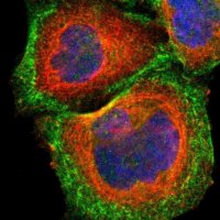Anti-CDC42EP1 antibody produced in rabbit 