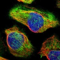 Anti-CDC42EP4 antibody produced in rabbit 