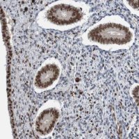 Anti-CDC5L antibody produced in rabbit 
