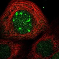 Anti-CDCA7L antibody produced in rabbit 