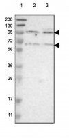 Anti-CDH18 antibody produced in rabbit 