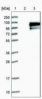 Anti-CDH18 antibody produced in rabbit HPA014365-100UL