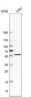 Anti-CDK8 antibody produced in rabbit 