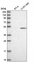 Anti-CELF1 antibody produced in rabbit 