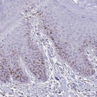 Anti-CENPH antibody produced in rabbit 