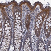 Anti-CEP295 antibody produced in rabbit 
