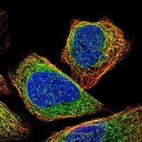 Anti-CEP57 antibody produced in rabbit 