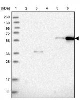 Anti-CEP85L antibody produced in rabbit 