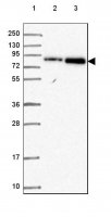Anti-CEP95 antibody produced in rabbit 
