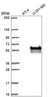 Anti-CERK antibody produced in rabbit HPA064699-100UL