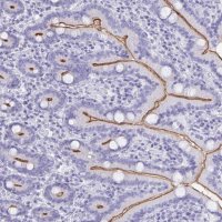 Anti-CFAP69 antibody produced in rabbit 