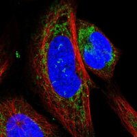 Anti-CHCHD5 antibody produced in rabbit 