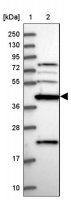 Anti-CKMT1A antibody produced in rabbit 