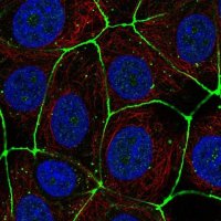 Anti-CLDN3 antibody produced in rabbit 