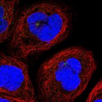 Anti-CLEC11A antibody produced in rabbit 