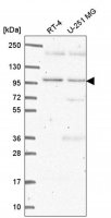Anti-CLEC16A antibody produced in rabbit 