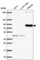 Anti-CLIP4 antibody produced in rabbit 