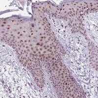 Anti-CLK2 antibody produced in rabbit HPA055366-100UL