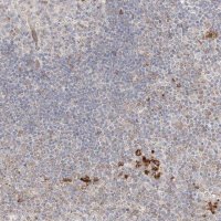 Anti-CLNK antibody produced in rabbit 