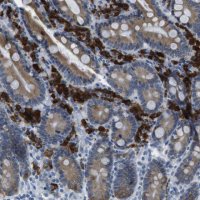 Anti-CLPTM1L antibody produced in rabbit 