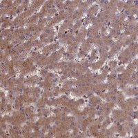 Anti-CLRN2 antibody produced in rabbit 