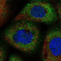 Anti-CNKSR1 antibody produced in rabbit 