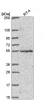 Anti-CNNM2 antibody produced in rabbit HPA059954-100UL