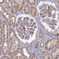 Anti-CNTD2 antibody produced in rabbit 