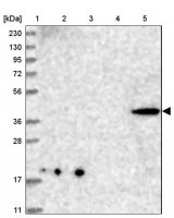 Anti-CNTLN antibody produced in rabbit HPA036728-100UL