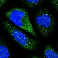 Anti-CNTN5 antibody produced in rabbit 
