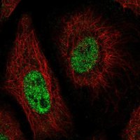 Anti-CNTNAP1 antibody produced in rabbit 