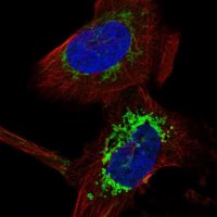 Anti-COA6 antibody produced in rabbit HPA028588-100UL