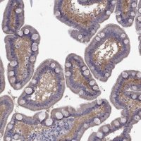 Anti-COL22A1 antibody produced in rabbit 