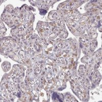 Anti-COL8A2 antibody produced in rabbit 