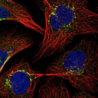 Anti-COPB1 antibody produced in rabbit 