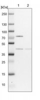 Anti-COPS4 antibody produced in rabbit HPA036894-100UL