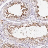 Anti-COPZ2 antibody produced in rabbit 