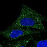 Anti-COQ9 antibody produced in rabbit 