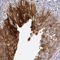 Anti-COX2 antibody produced in rabbit 