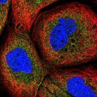 Anti-CPTP antibody produced in rabbit 