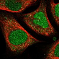 Anti-CRAMP1 antibody produced in rabbit 