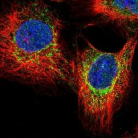 Anti-CREBL2 antibody produced in rabbit 