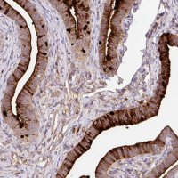 Anti-CRISP3 antibody produced in rabbit 