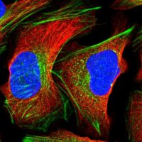 Anti-CRTAP antibody produced in rabbit HPA044150-100UL
