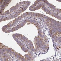 Anti-CSF3R antibody produced in rabbit 