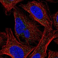 Anti-CSNK1G2 antibody produced in rabbit HPA056572-100UL